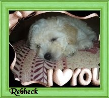 Enviado por Marcelo_Naval. 12 de maio de 2008 20:01. eu tive uma cachorra com o nome de REBHECK! gostaria se possivel vc6 inclui-la na lista pois jamais a esquecerei! eu a amo muito,morreu em setembro do ano passado!