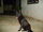foto da cachorrinha Safira, de porte grande