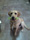 foto do Batista; labrador 
