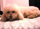foto da cachorrinha Buzzi
