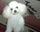 Foto da cachorrinha Dori