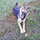foto da cachorrinha Drika