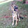 foto da cachorrinha Drika