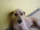 Foto do c�o Pulguento