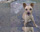 Foto da cachorrinha Katina