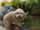 Foto da cachorrinha Mell, Mellzinha