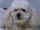 Foto da cachorrinha N�nive