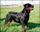 Foto da cachorrinha Pantera