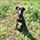 foto do cachorrinho Pith