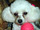 Foto da cachorrinha Rabech