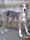 Foto do c�o Raj�