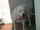 Foto do c�o Shiru
