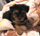 foto da cachorrinha Trica