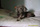 Foto da cachorrinha Dengosa