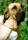Foto do c�o Petrus