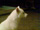 foto do c�o Ikki, um Akita