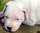 foto da cachorrinha Kayulle