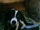 Foto da cachorrinha Kyara