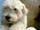 Foto do c�o Mario