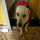 outra foto do c�o Baixinho