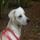 outra foto do c�o Baixinho