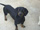 Foto do c�o Snoop
