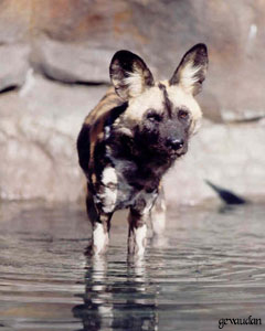 Uma instituição de proteção ao ecossistema e animais em extinção. Fotografia do site http://www.livingdesert.org/
