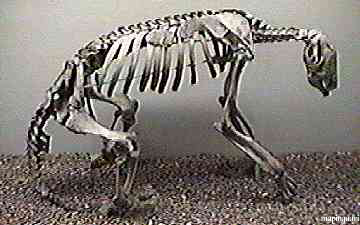ossos de um preguiça da idade do gelo. by http://unmuseum.mus.pa.us/sloth.htm, visite-o.